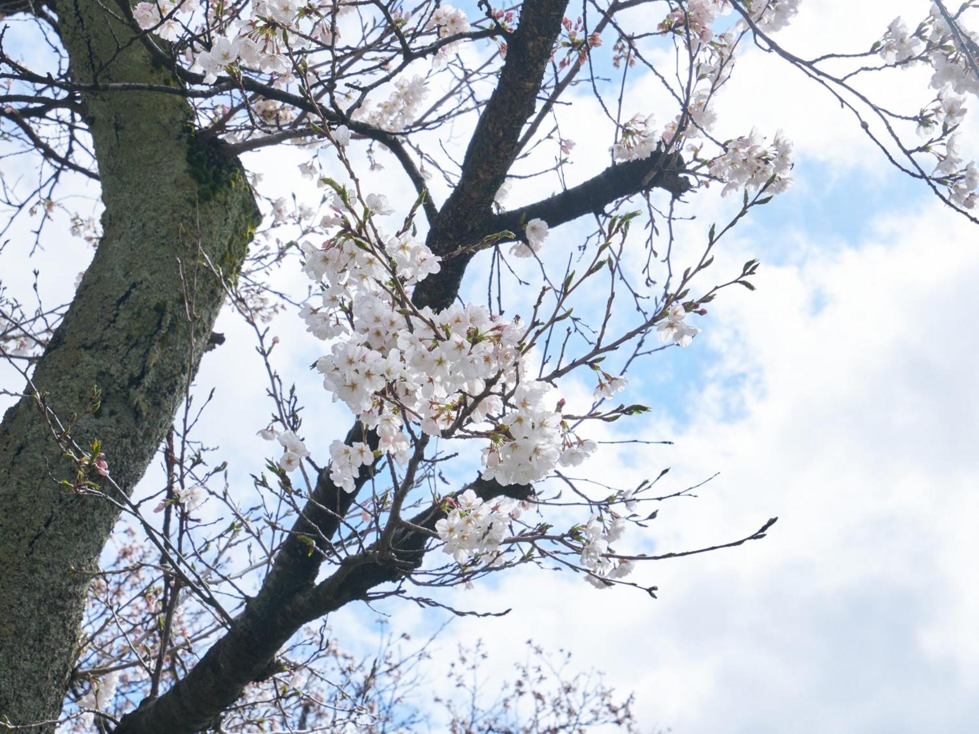 Hotel Fukui Castle - Vacation Stay 58712V Bagian luar foto